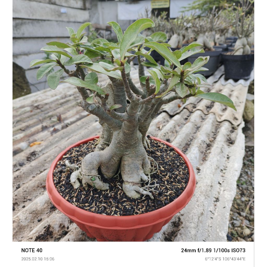 adenium arabicum