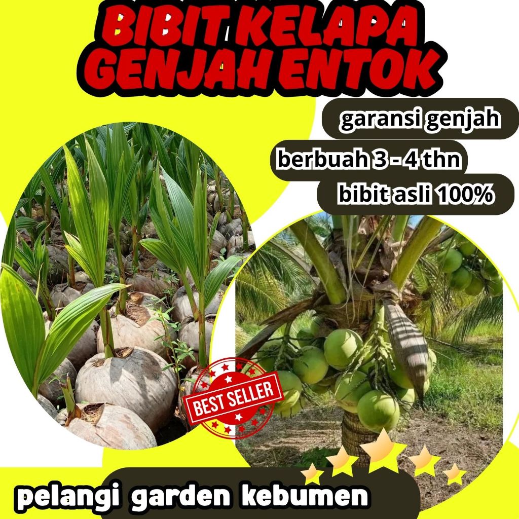 SUDAH DIKUPAS  Bibit Buah Kelapa Genjah Hibrida F1, Bibit Buah Kelapa Genjah Kebumen F1
