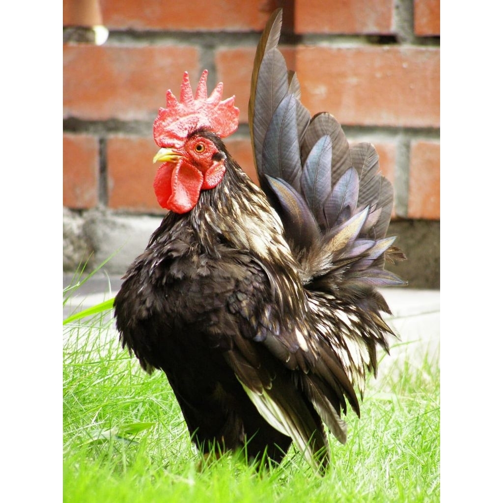 

paket hemat 3 Telur Tetas Ayam Serama Fertil Buat di Tetaskan