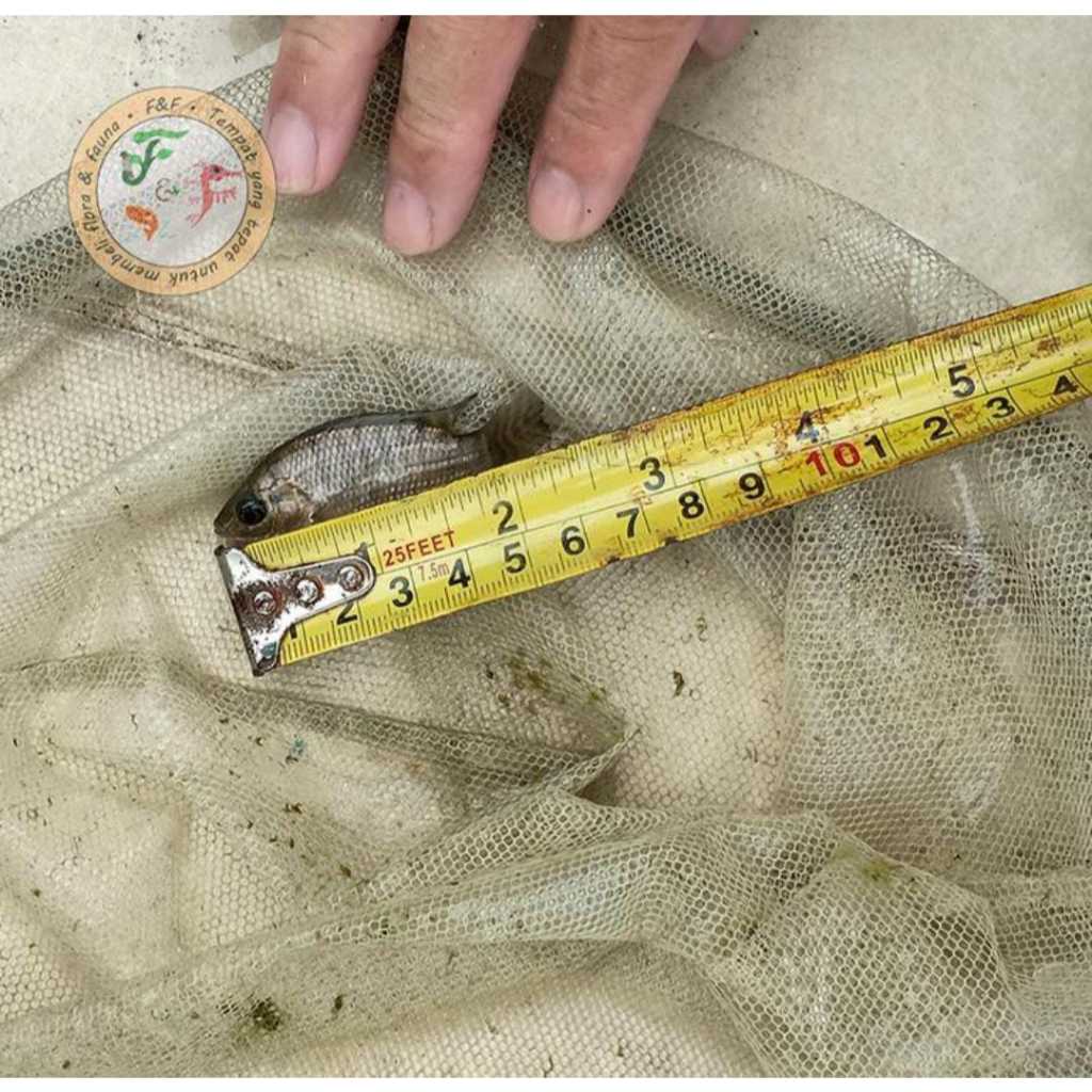 Bibit ikan Nila Hidup | Ukuran 3-5 cm , ikan nila hidup