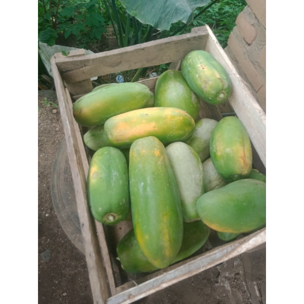 

BUAH PEPAYA ORGANIK
