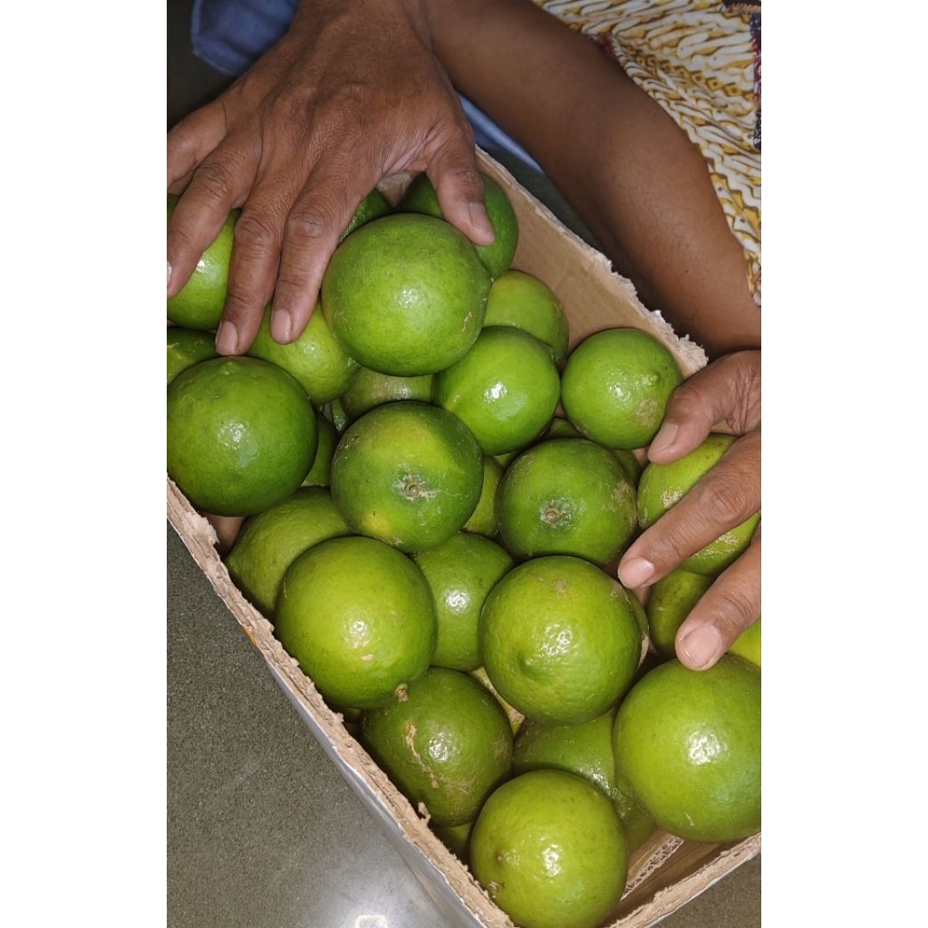 

Jeruk Nipis Jumbo air banyak 1KG REAL PIC (BACA DESKRIPSI)