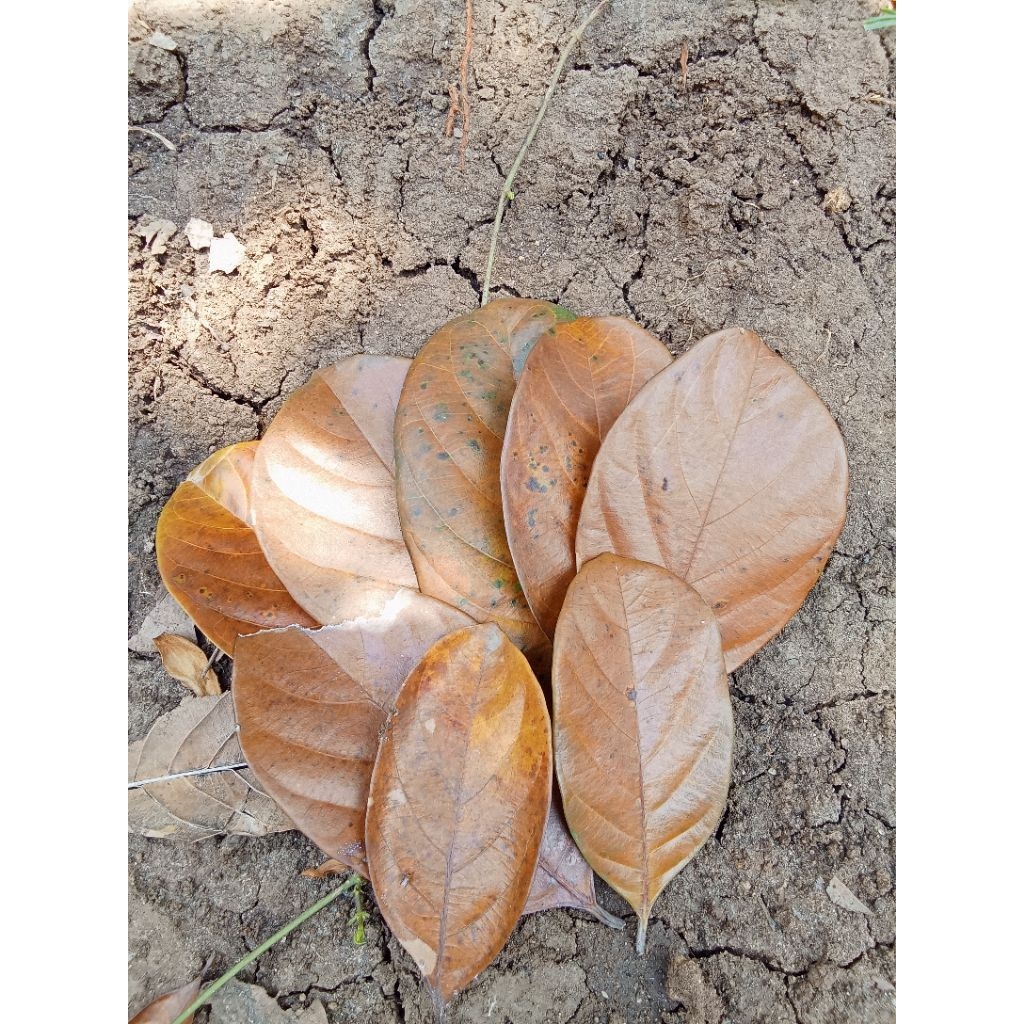 

Daun nangka kering langsung jatuh dari pohonnya asli tanpa dipanaskan 100 biji