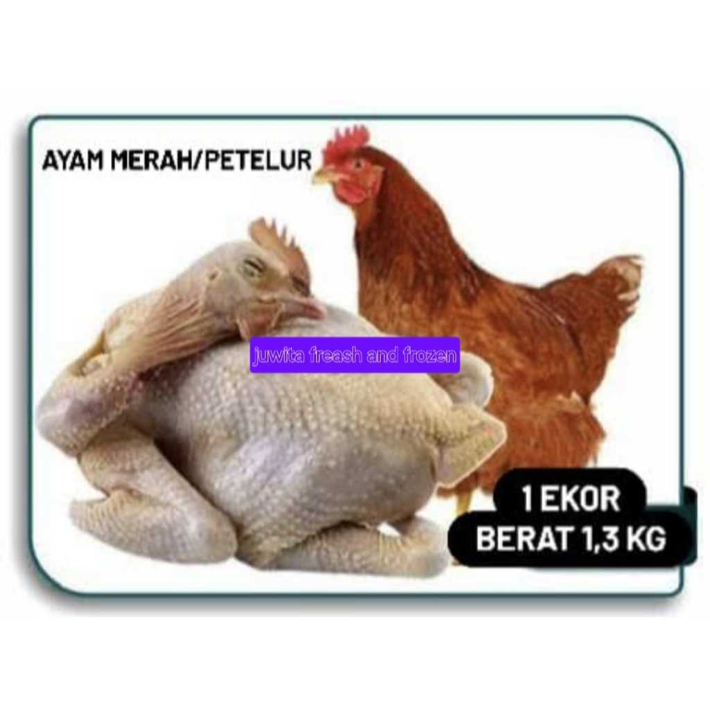 

ayam merah petelur fresh utuh satu ekor