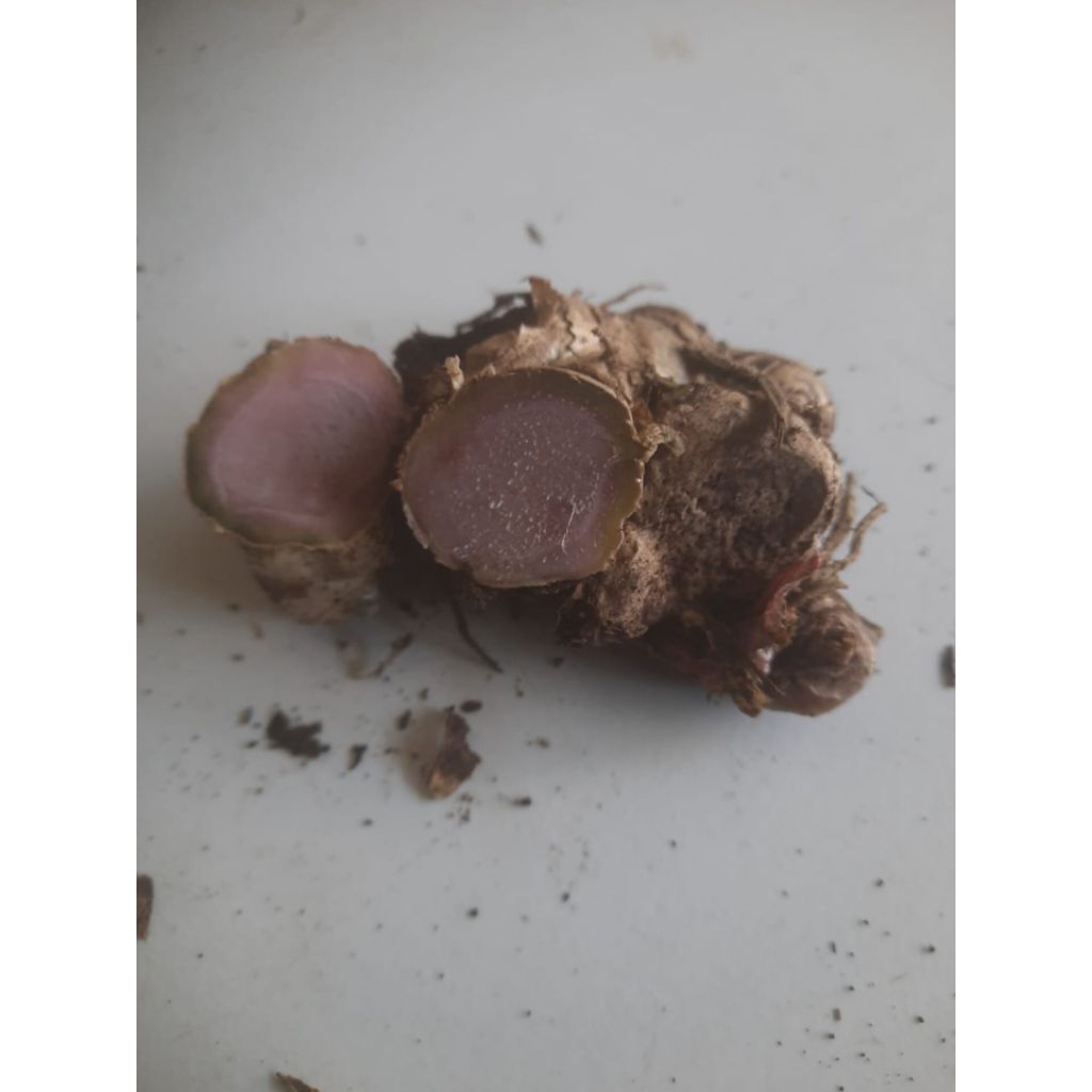 

rimpang pNglai wulung 250gram