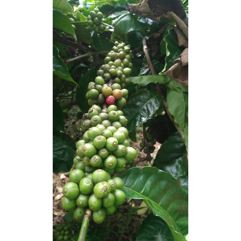 entres kopi basemah 5lonjor