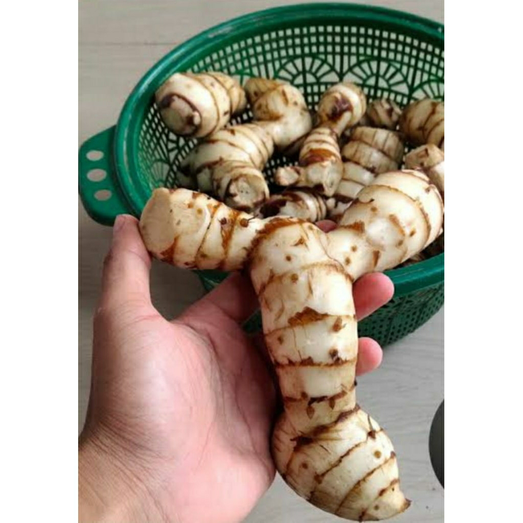 

ganyong muria legit lezattt 1kg