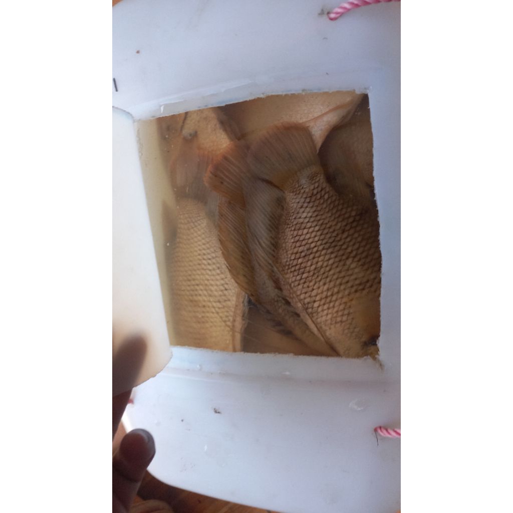 

Gurame Biasa dan Gurame padang