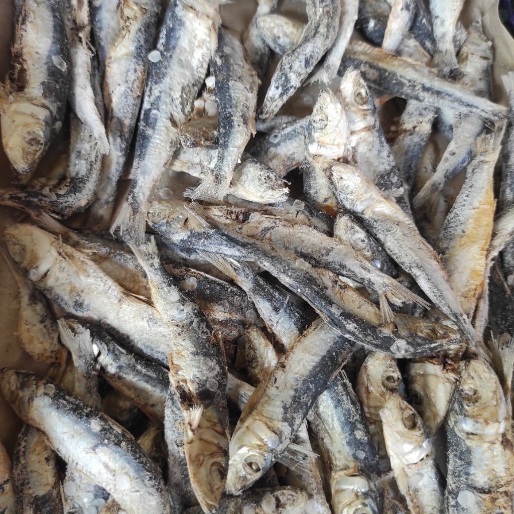 

Ikan Asin Japu Kecil 100gr dan 250gr – Japo Japuh Kering Gurih Premium | Siap Goreng, Tahan Lama, Tanpa Pengawet