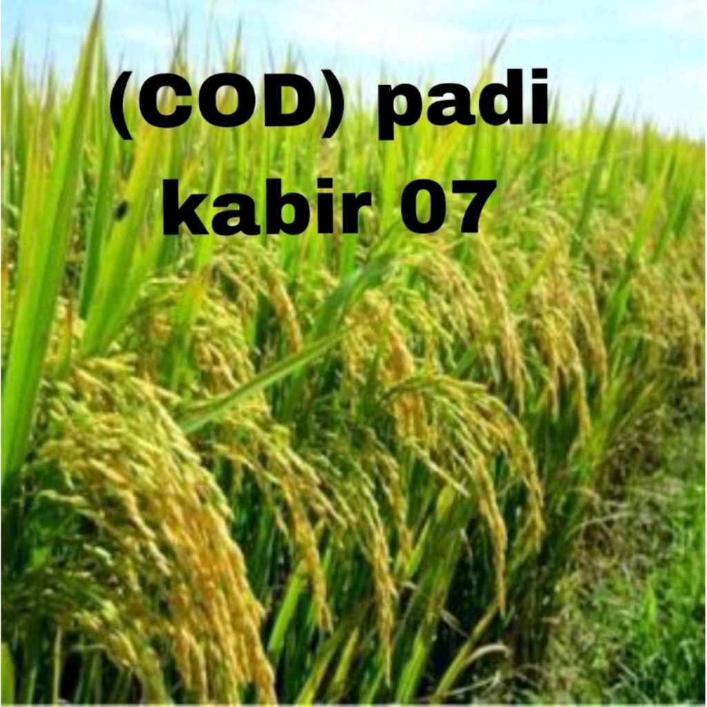 BENIH BIBIT PADI UNGGUL KABIR 07 1KG  KUALITAS original
