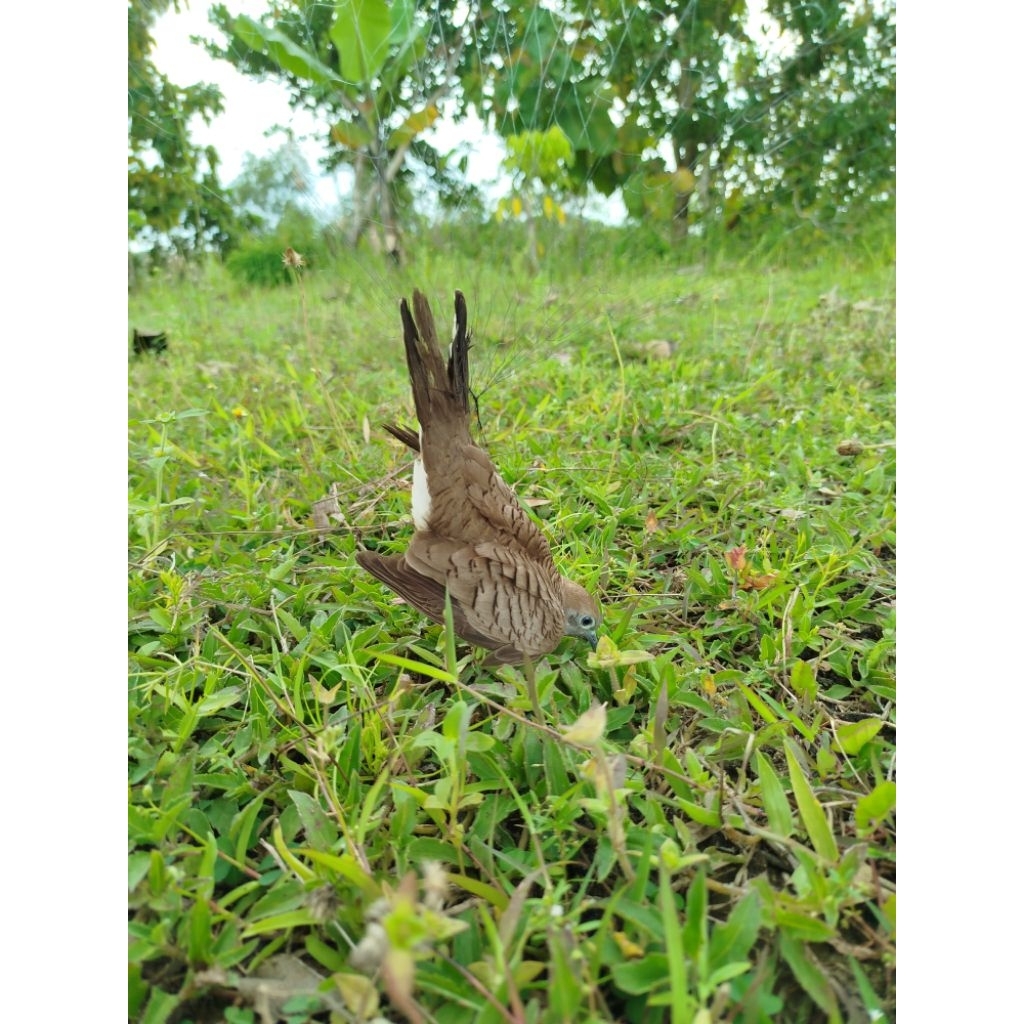 NEW Jaring Burung Perkutut Jaring Burung Kutut Jaring Burung Kutut Jaring Burung Besar Jaring Burung