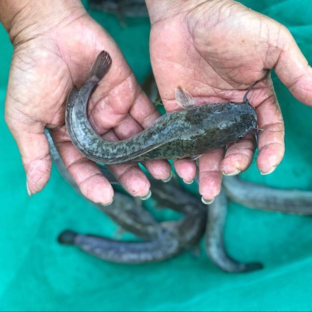 Bibit Ikan Lele Sangkuriang 10-15 cm