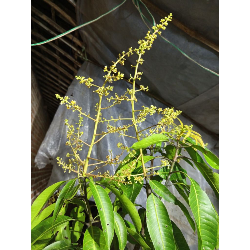 

Etalase indukan Mangga Berbunga batang besar