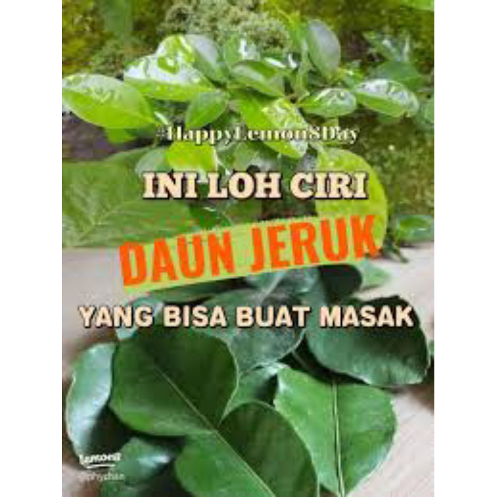

daun jeruk bumbu dapur / buat obat herbal 100 grm