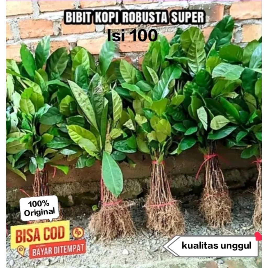 Bibit kopi robusta super unggul isi 100