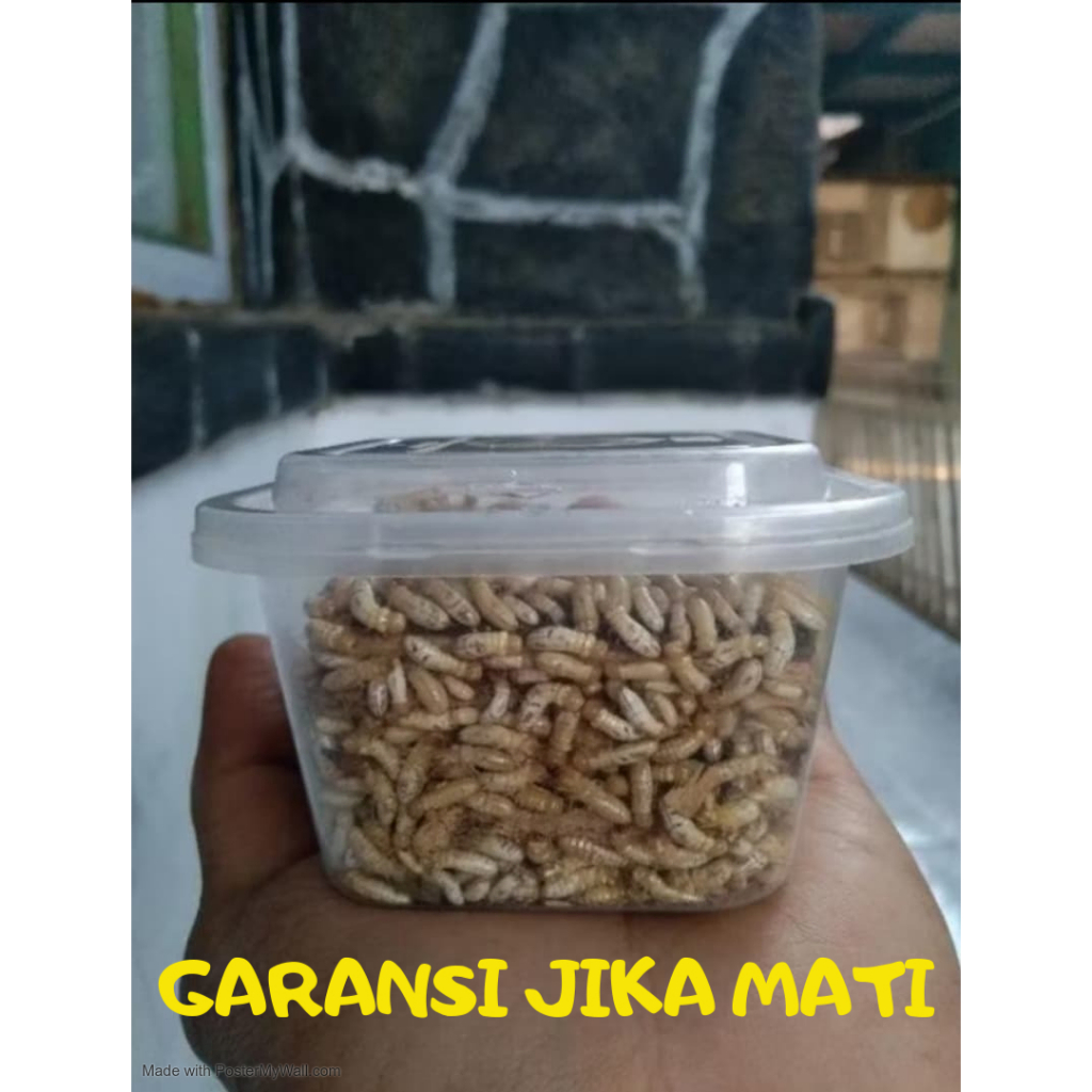 Rengas / poa Umpan Ikan Wader Uceng