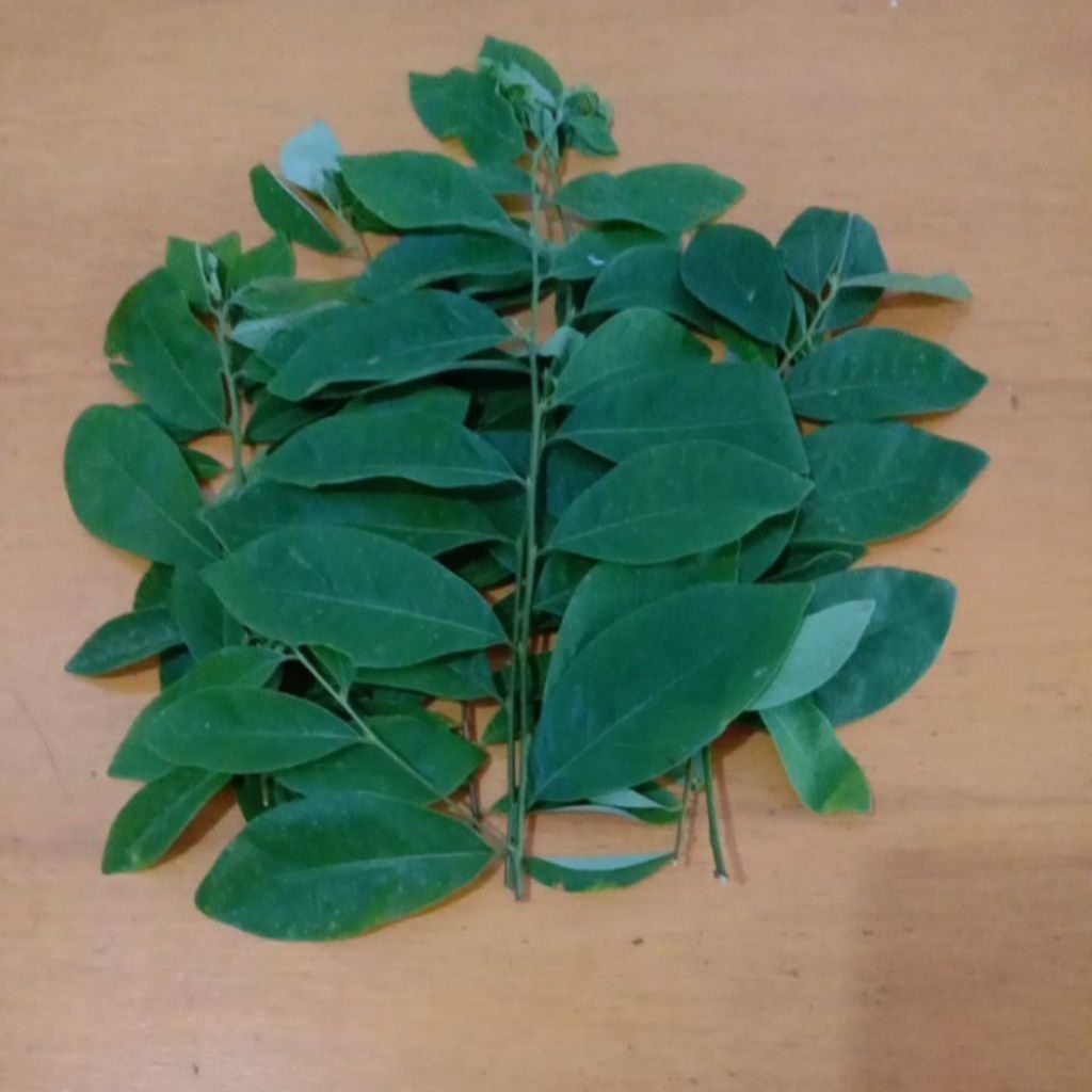 

Daun kanyere daun kandri segar 250 gram