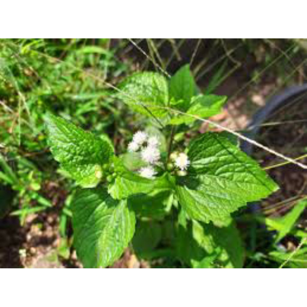 

daun bandotan segar 1kg pres asli bisa cod