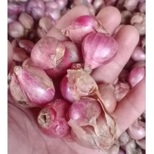 

BAWANG MERAH 1KG