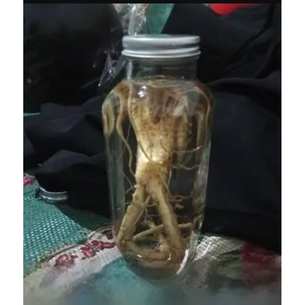 

Kesehatan Ginseng Merah Rendaman Kuda Laut tinggal Minum