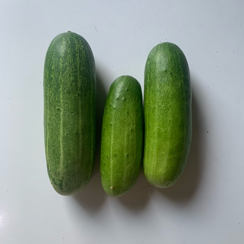 

timun segar nabatinaa langsung dari petani