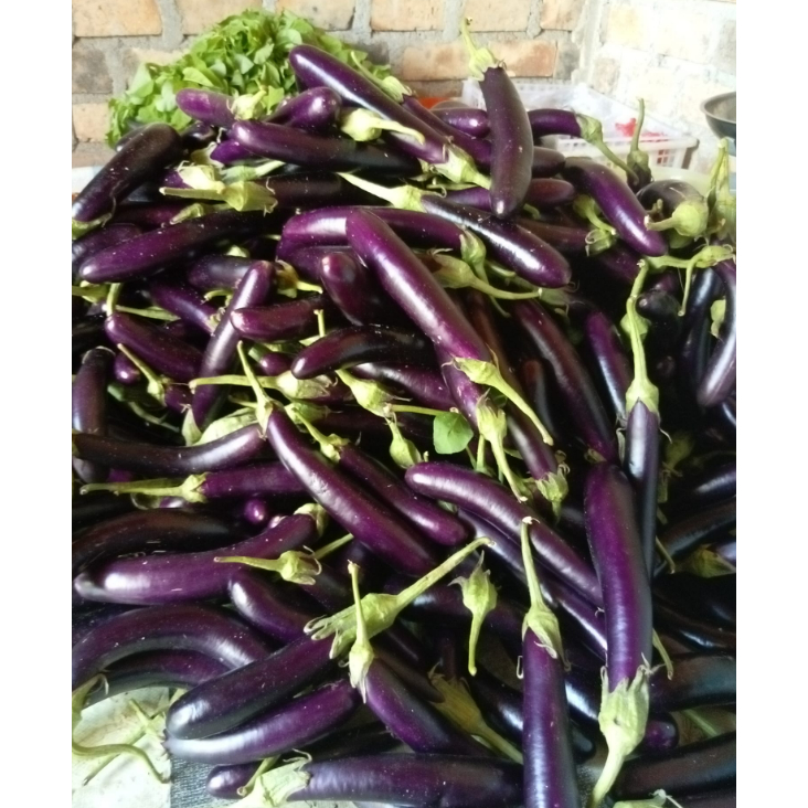 Raflezia Benih Terong Ungu Lebat Charming Hibrida 5 Gram Cap Known You Seed Terong Panjang Bandel