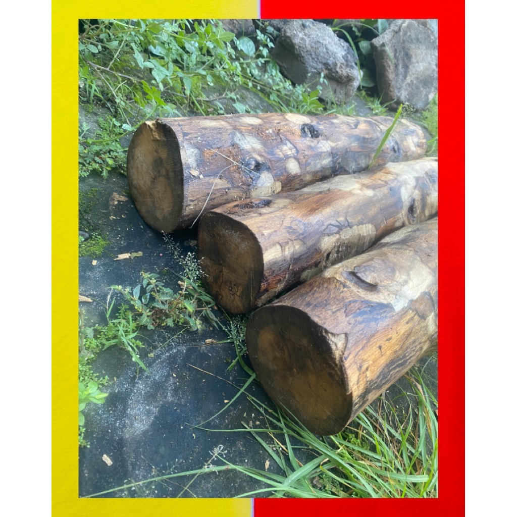 KAYU KANTIL | P53cm lingkar 46/49cm | Warangka keris | warangka tombak scan | deder keris handle ker