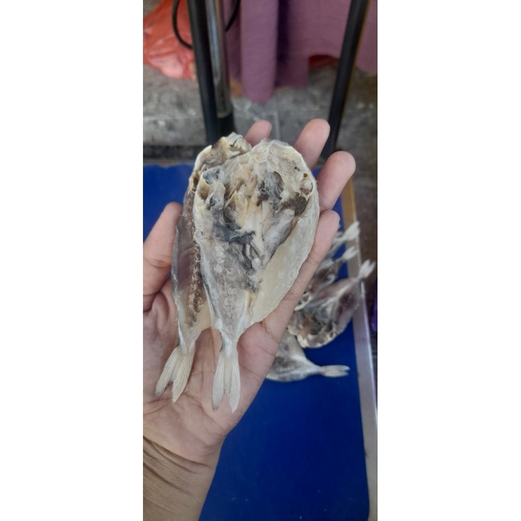 

ikan buntal belah(asin)