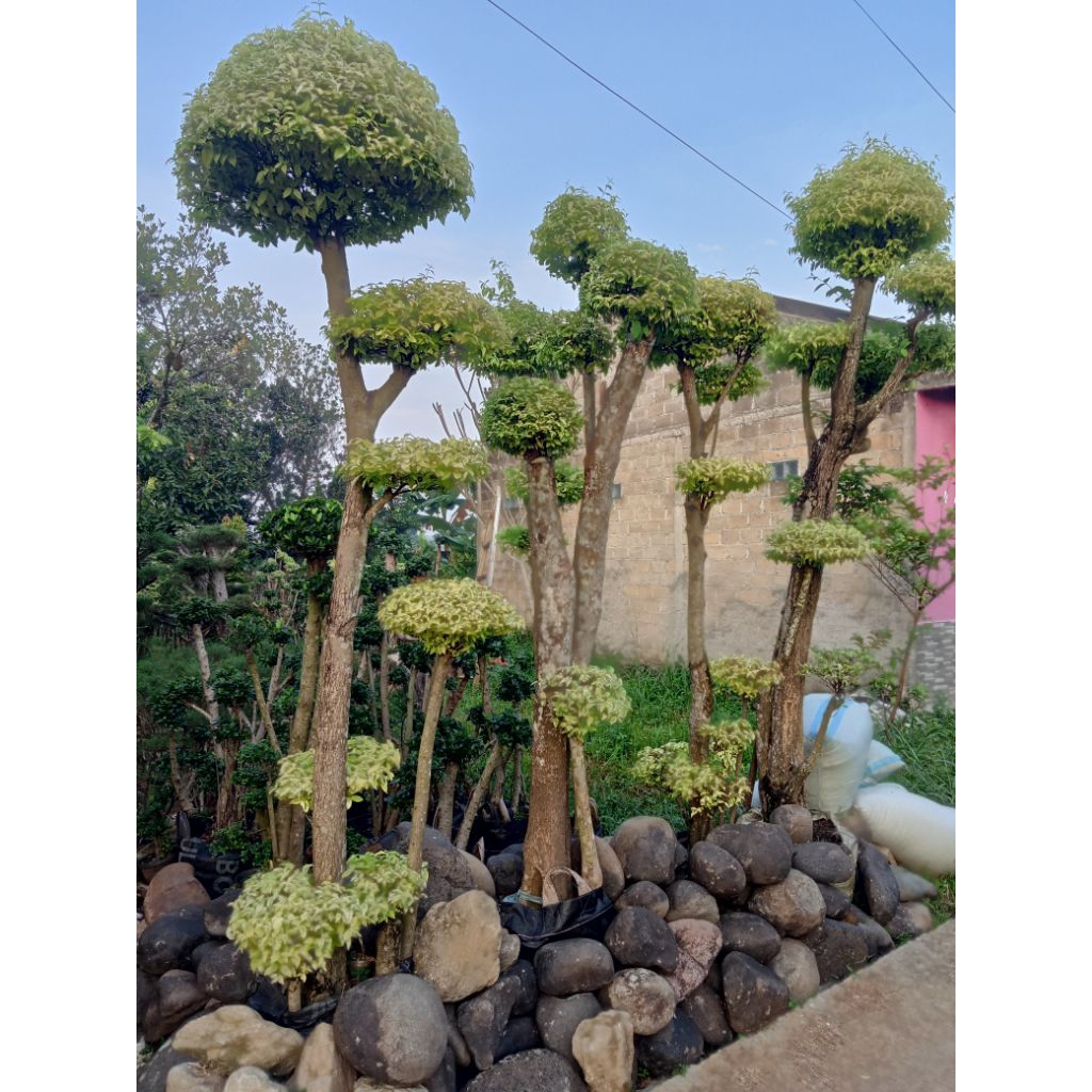 Bonsai anting Putri 3meter jumbo,bonsai taman besar,pohon bonsai anting Putri,tanaman bonsai anting 