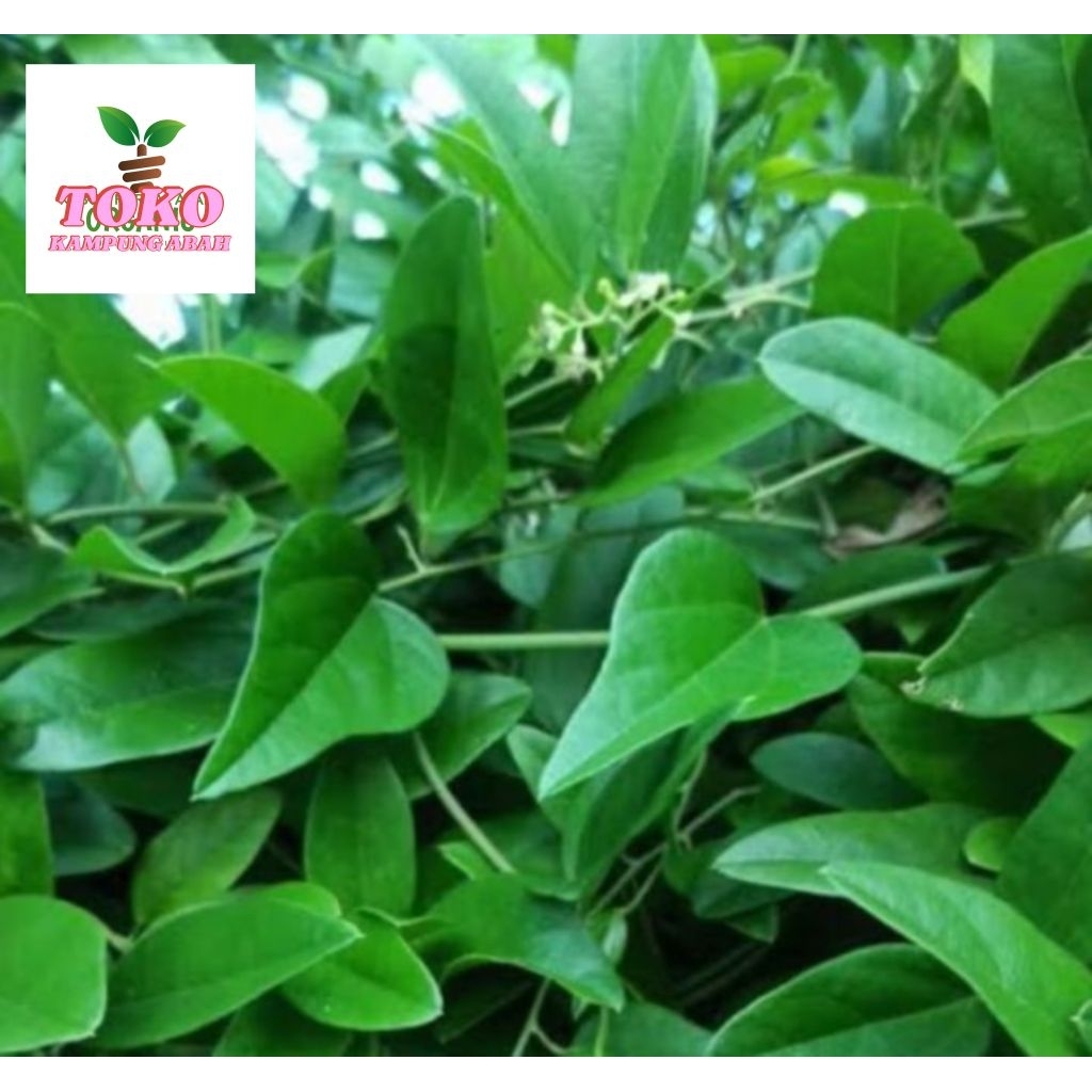 

daun cincau rambat segar 500grm