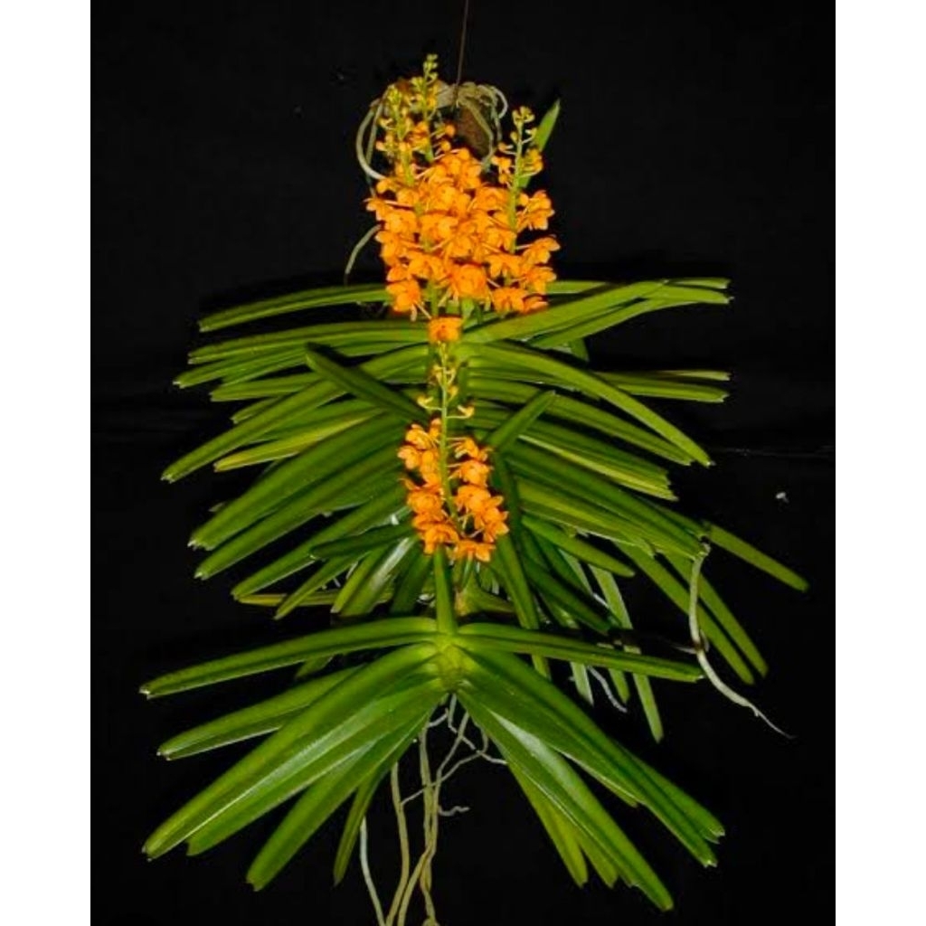 Vanda Mini Ascocentrum