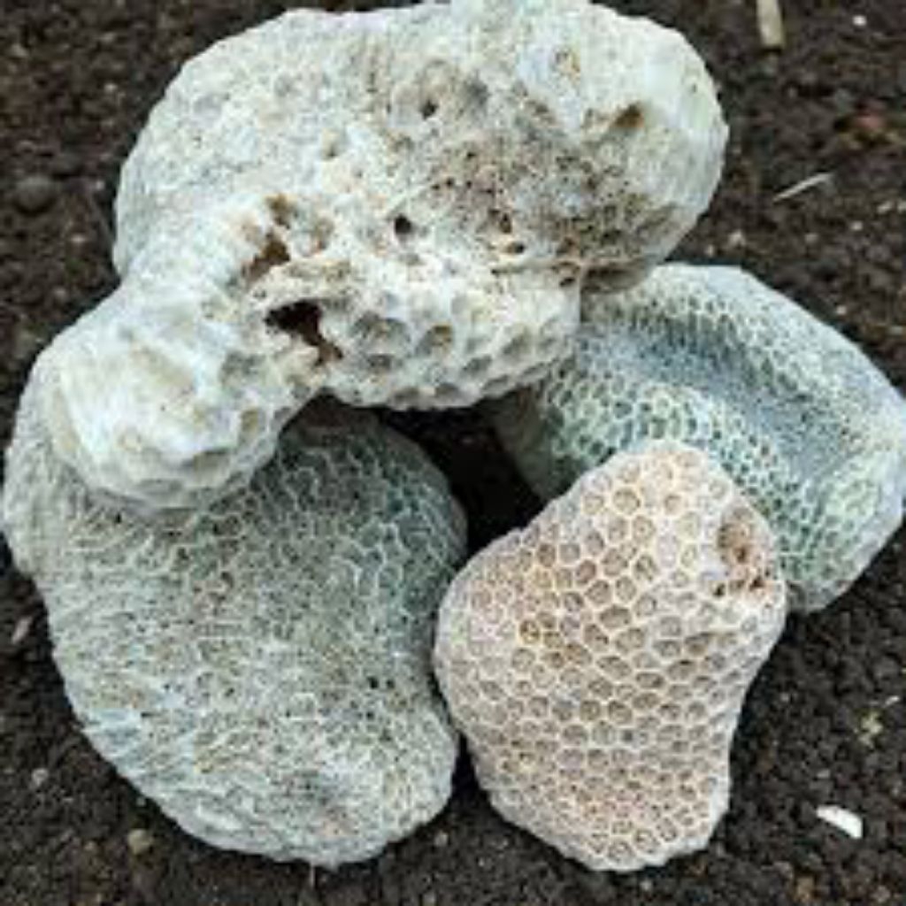 Batu Karang Bentuk Bunga Batu Karang Aquarium Aquascape