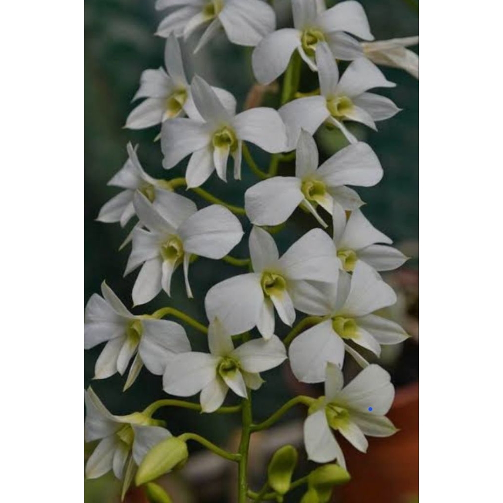 Anggrek Dendrobium Larat Putih/Alba