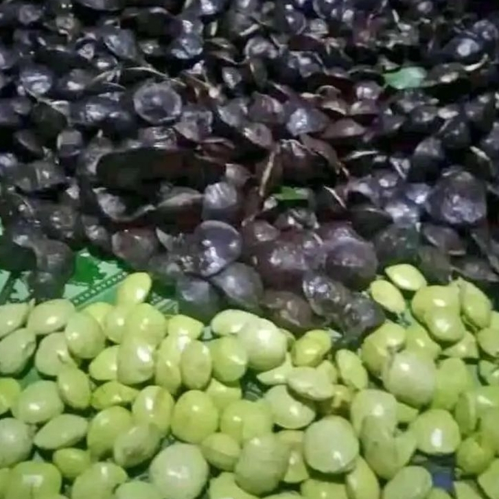 

Promo jengkol muda 1kg segar kwalitas terbaik murah meriah ( belum dikupas )