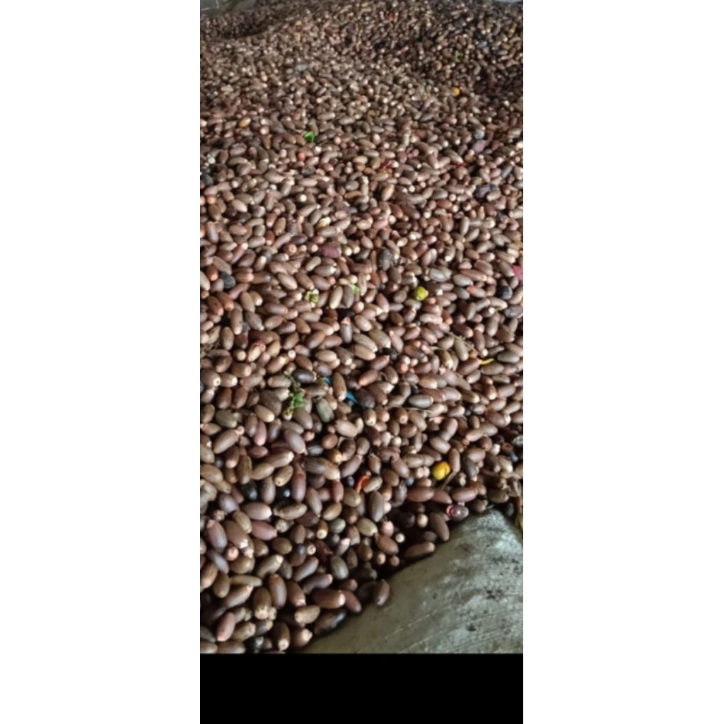 

melinjo/tangkil asli banten 1 kg