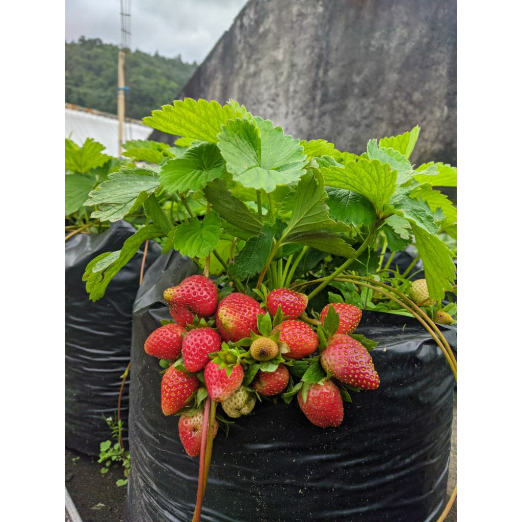 

paket 10 strawberry mencir siap tanam