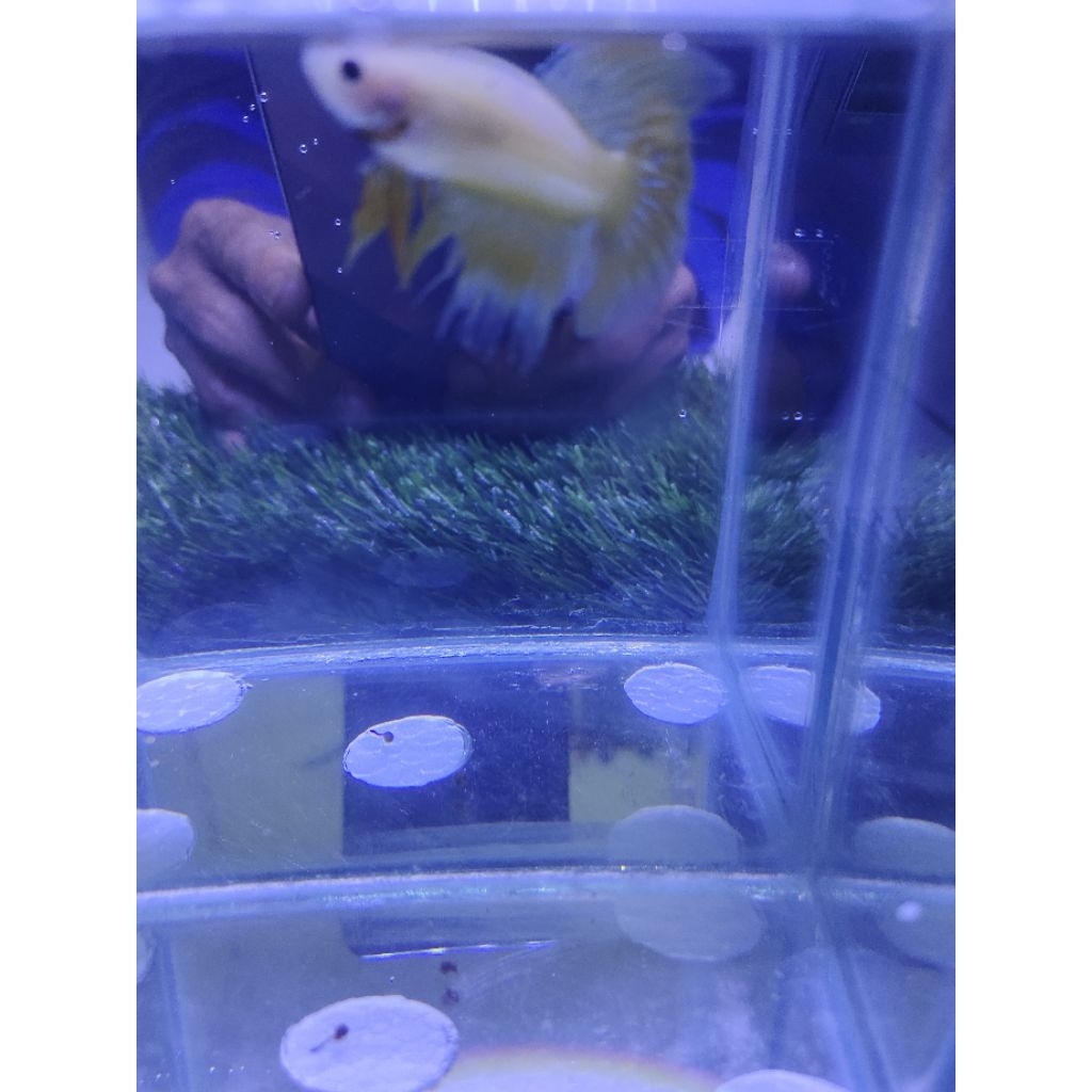 ikan cupang bagan dan cupang hias