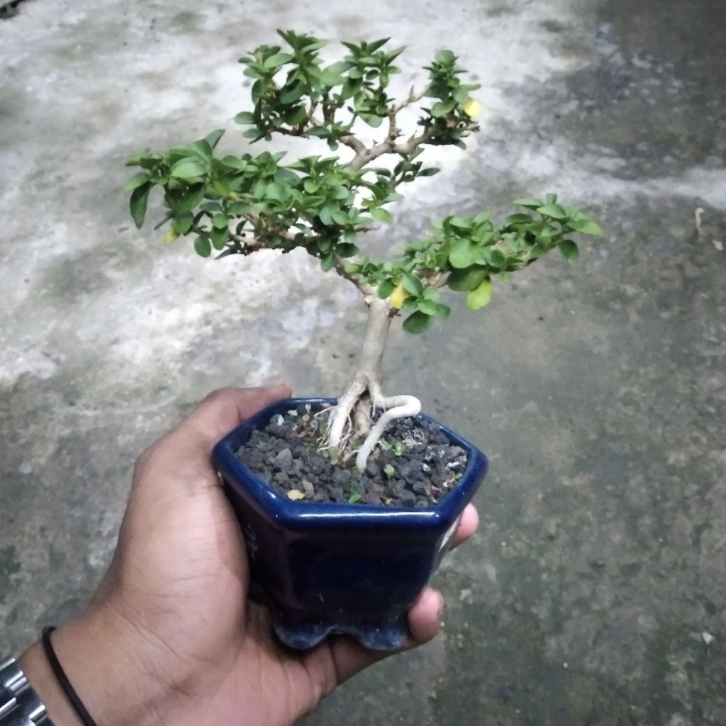 BONSAI SANCANG SHITO
