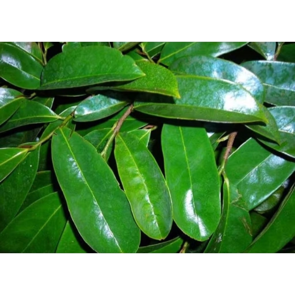 

Daun sirsak segar 250gram