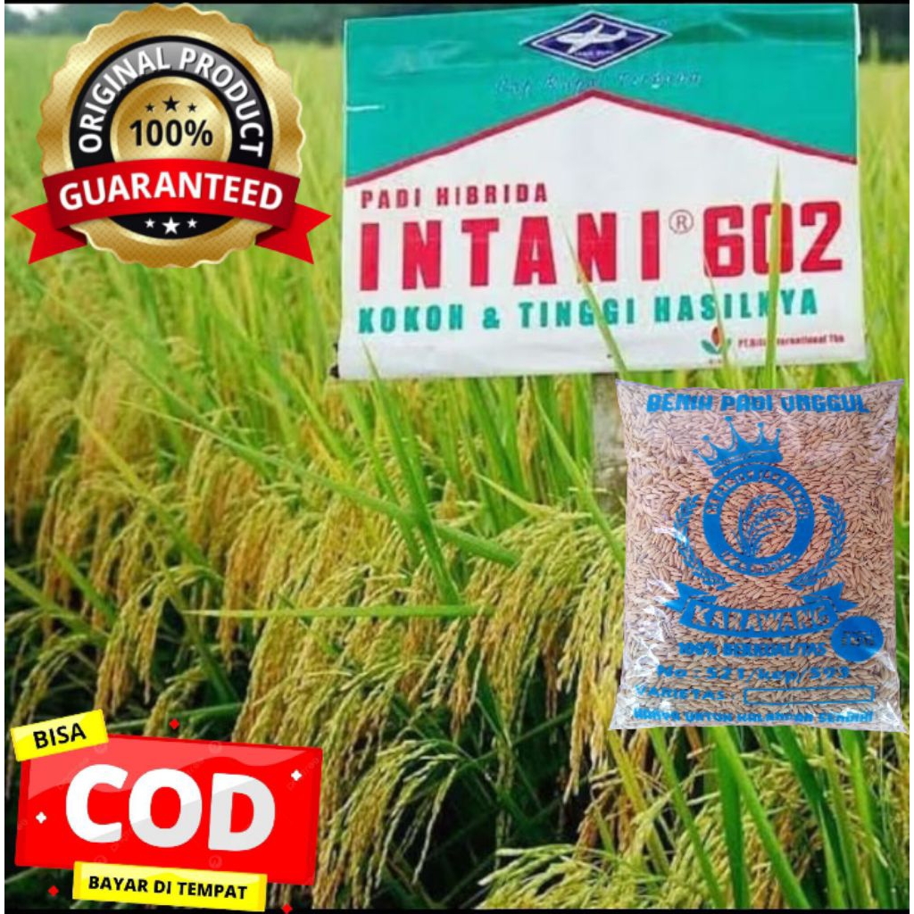 BENIH PADI HIBRIDA INTANI 602 SUPER UNGGUL KEMASAN 1KG
