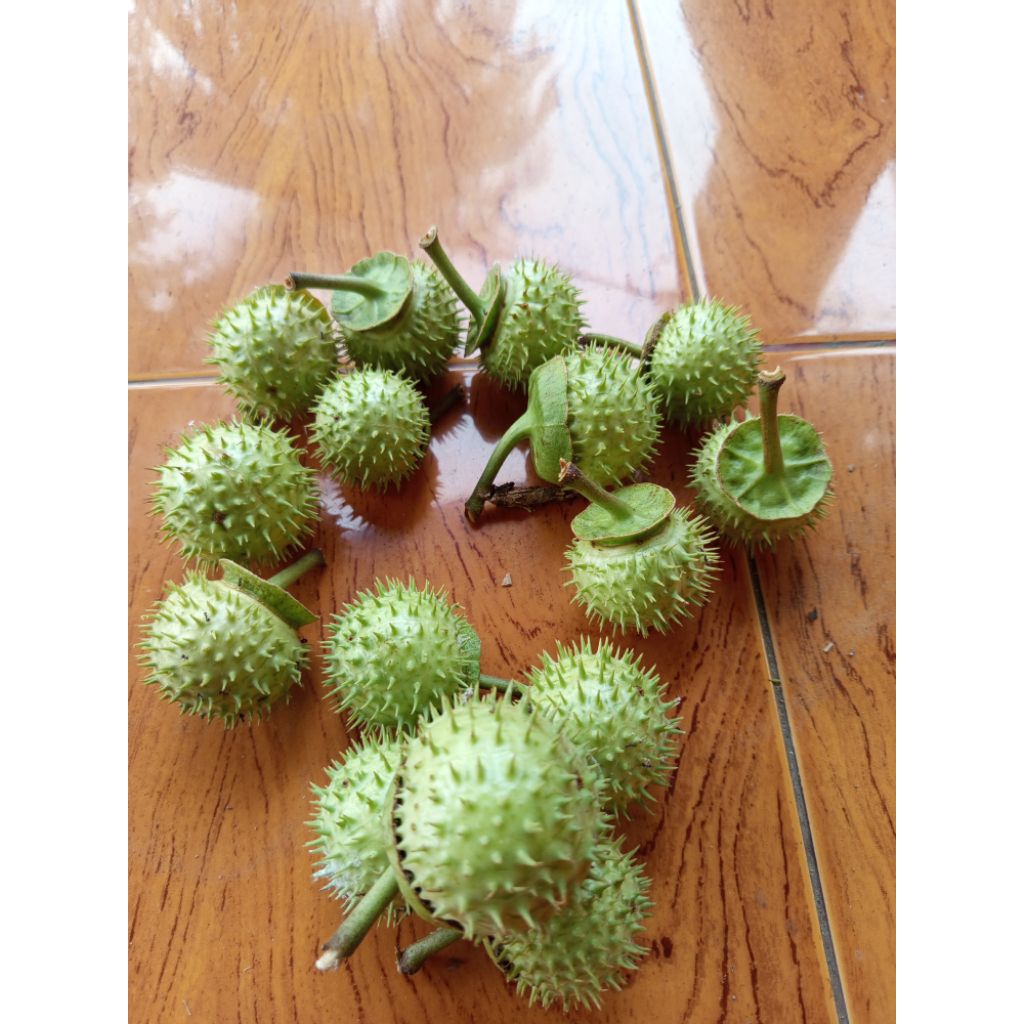 

Promo buah kecubung wulung segar