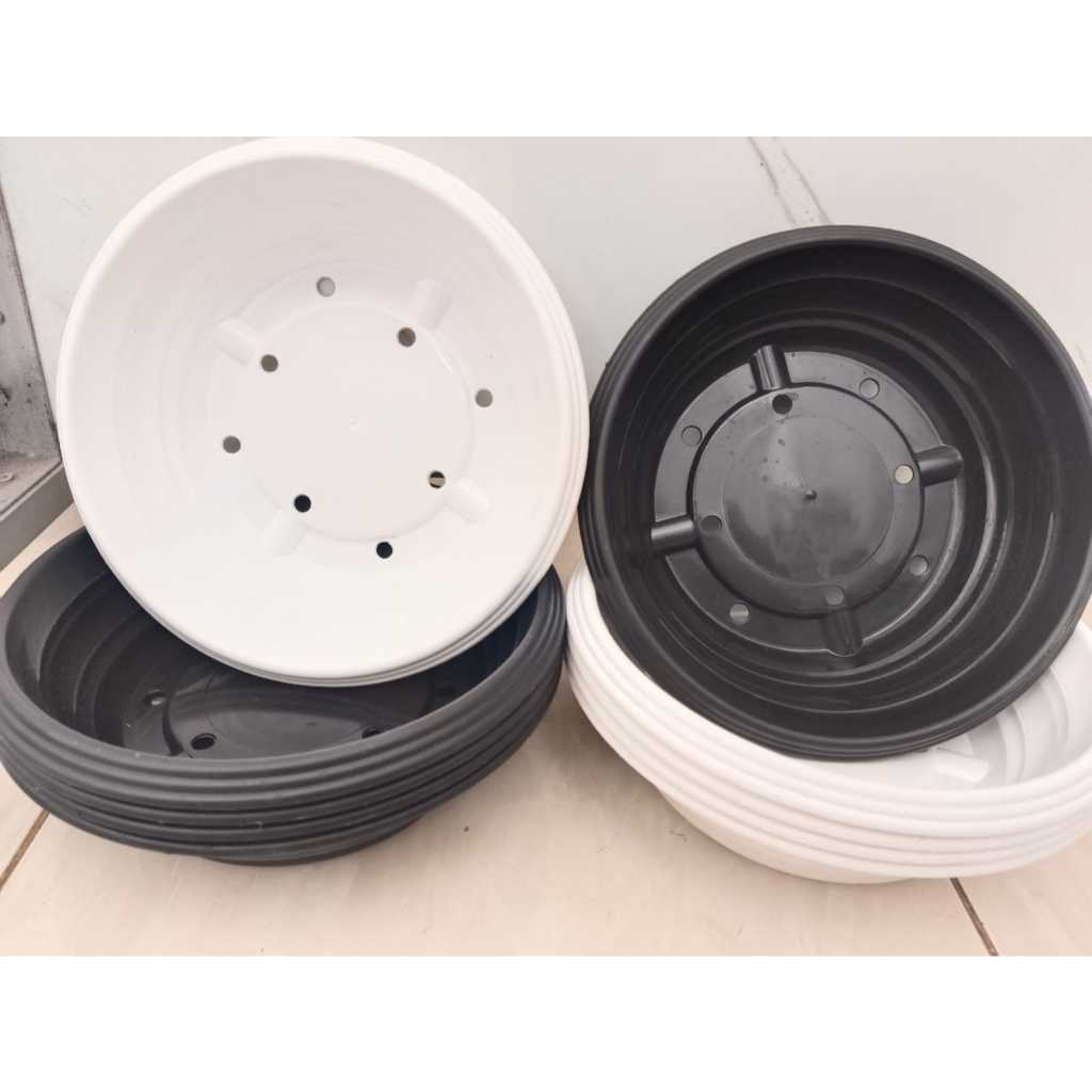 Pot Bonsai Azalea 25