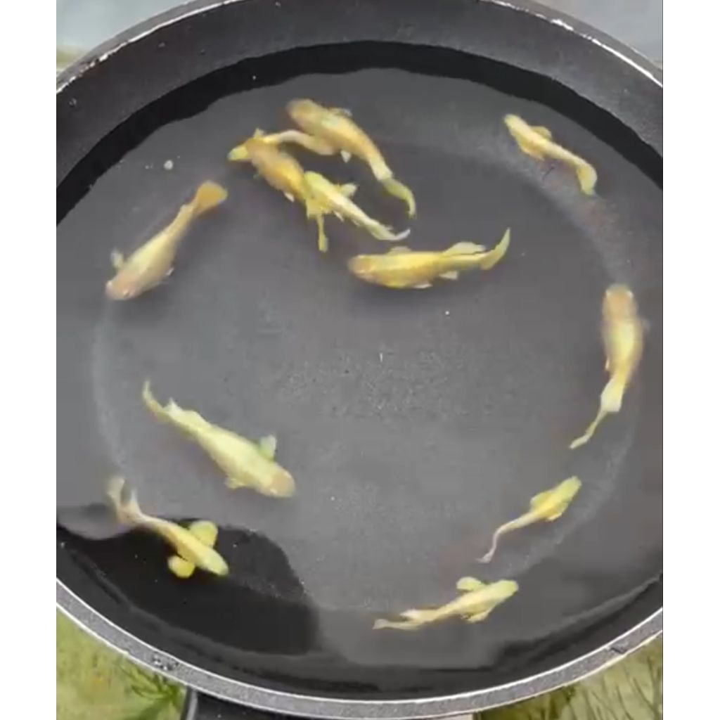 GOSEND ikan gold gappy asli Thailand gupi guppy gaby