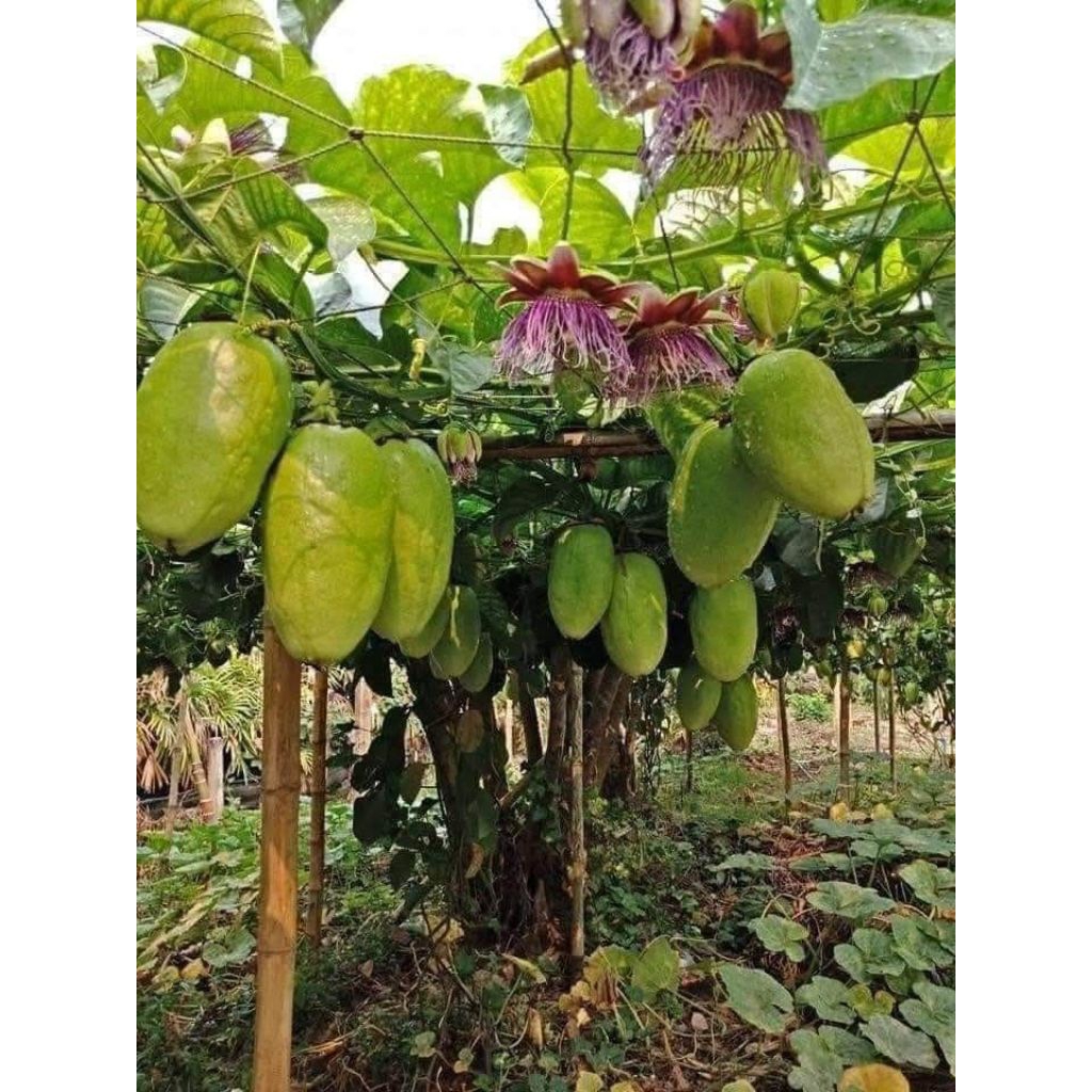 Tanaman buah erbis atau markisa (Passiflora alata)