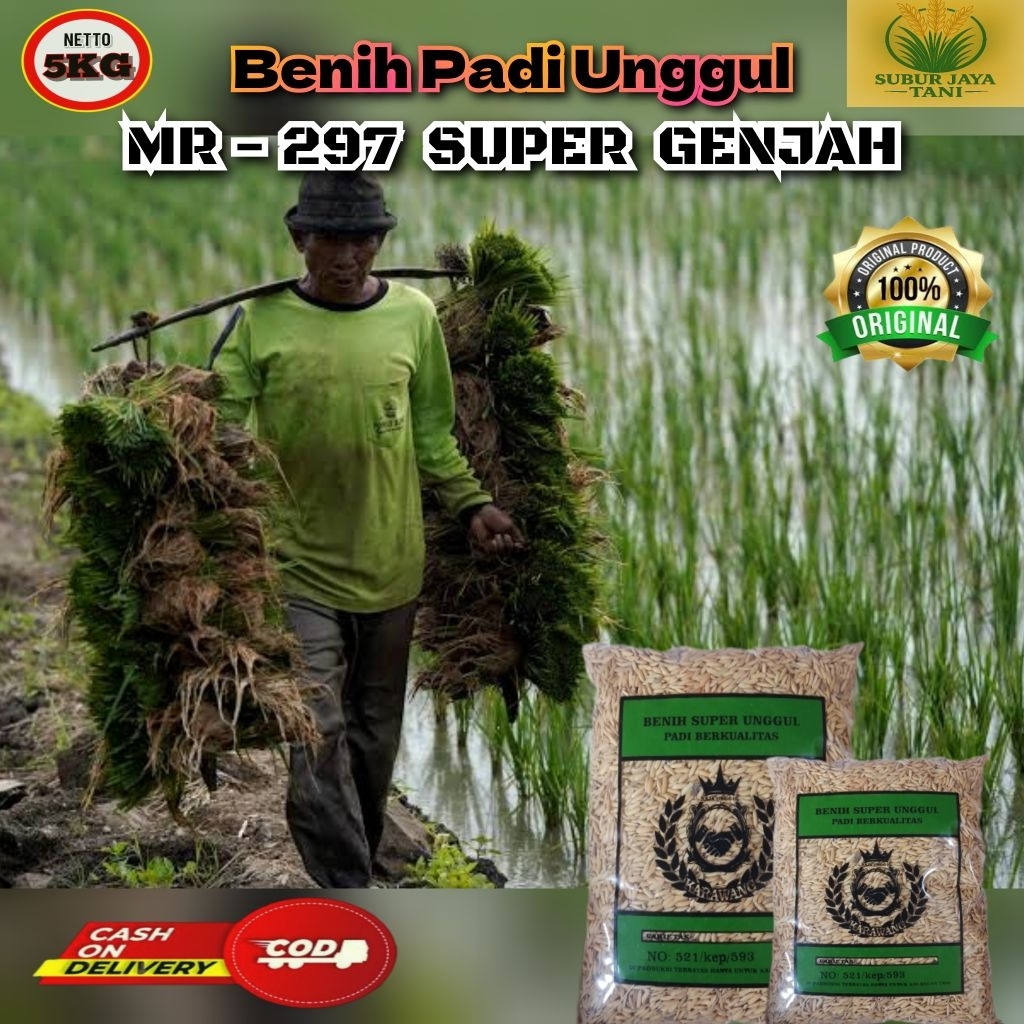 (5KG) Benih Padi MR - 297 SUPER GENJAH bibit padi super kualitas premium gabah unggul