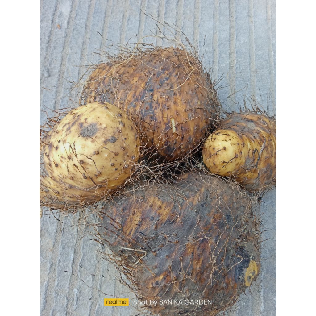 

UMBI GADUNG 1KG