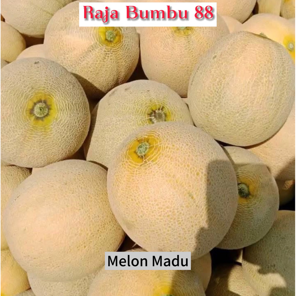 

MELON MADU , MELON HIJAU , MELON ORANGE