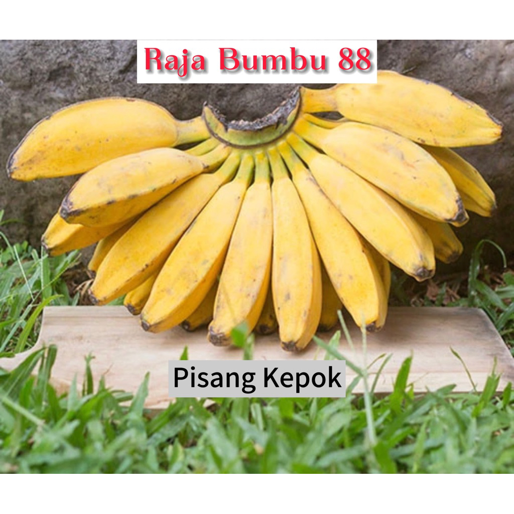 

Pisang Kepok