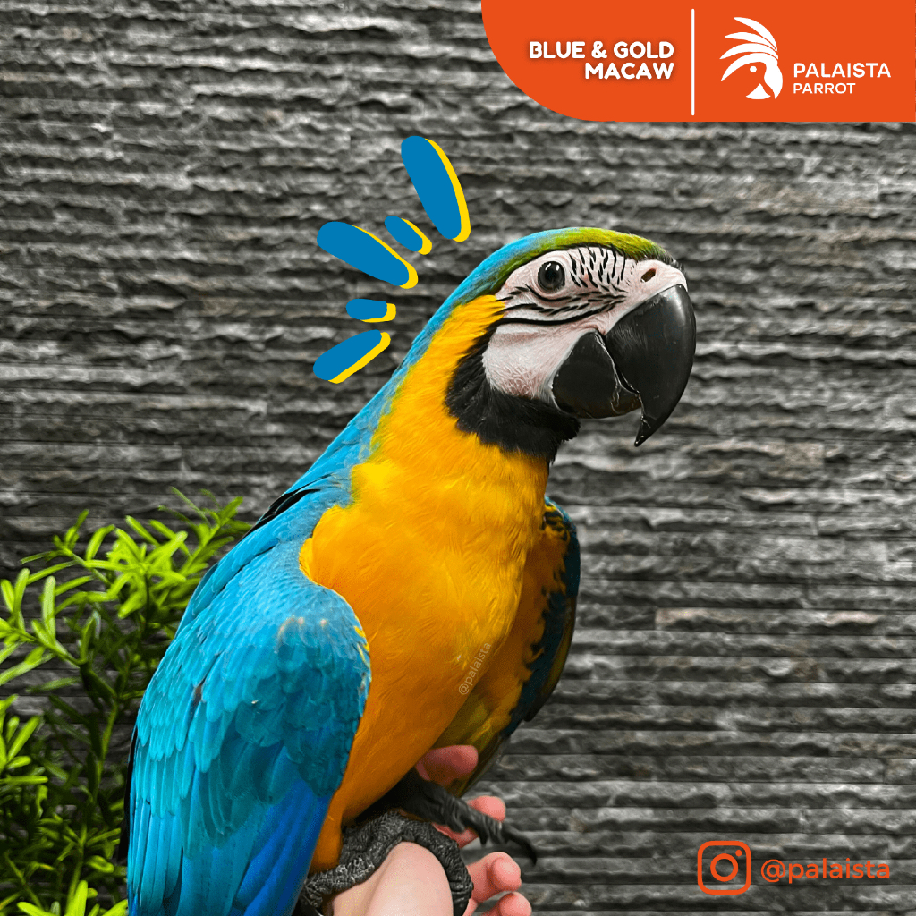 Blue Gold / BnG Macaw (Ara ararauna)