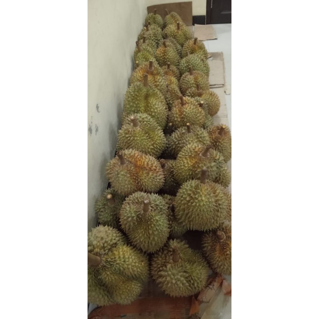 

Buah Durian King Monthong Palu || Durian Monthong fresh Asli Sulawesi Grade A Asli (Sulawesi)
